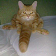 Illustration for article titled A Dong PSA And A Cat To Put You To Shame: The Week In Unintentional Dongs